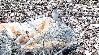 Unlucky fox