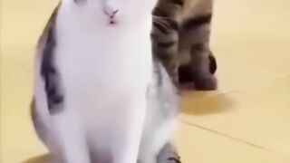 what a beautiful cat