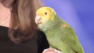 WHAT! Echo The Talking Bird on AGT!.