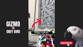 Best Talking Parrot Compilation  Gizmo the Grey Bird