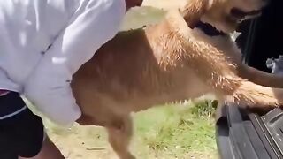 funny dog viral trading