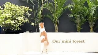 Cat playing with plant