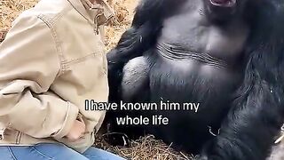 Gorilla Getting Fed #gorilla #viral #shorts #subscribe #trending