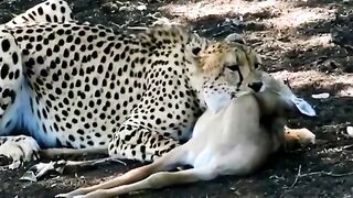 Cheetah trains its cub