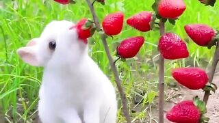 Watched this rabbit video till the end