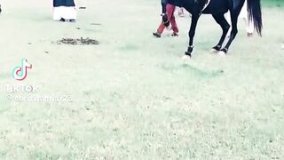 Animal 54