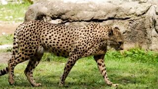 Cheetah 5