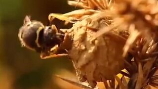 Bee making home