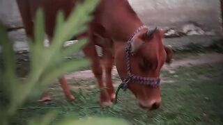 Animals cow