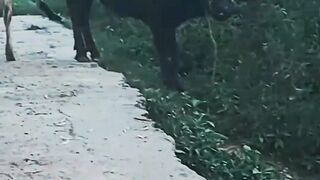 Young ones of cow and baffelo are friend