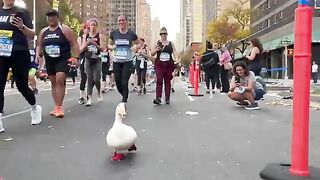 Marathon Racer Duck