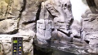 Exploring Shedd Aquarium At Chicago Dolphin Live show.