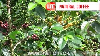 How It's Made Coffee  Coffee Harvesting and Processing Factory