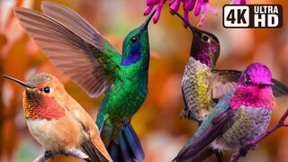 Relaxing Music with Birds Singing - Beautiful Piano Music & Guitar Music by Soothing Relaxation