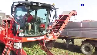 How Tomato Ketchup Is Made, Tomato Harvesting And Processing Process With Modern Technology