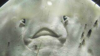 Animal aquatique