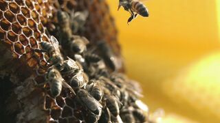 Les abeilles
