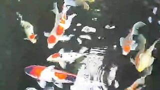 Koki fish