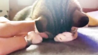 cat hiding hand