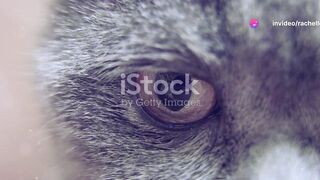 Whiskers & Wonders: Unbelievable Animal Facts!