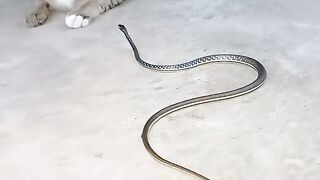 status snake You guys can see what's going to happen