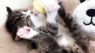 funny cat 112