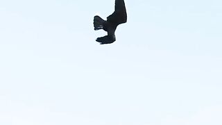 Shaheen Birds