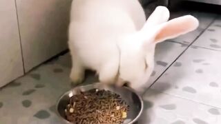 Little Bunny’s Adventures:(67) Funny and Cute Stories”