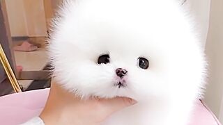 Very beautiful puppy