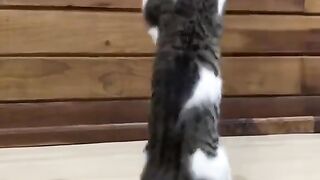 This cat can you guys see what it does