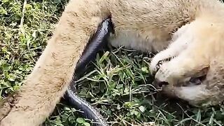 Look, this cat got bitten by a snake.