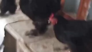 The black is not orange