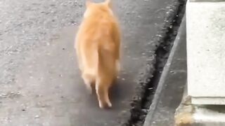 funny video cat 4