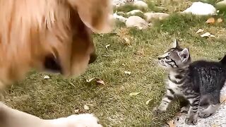 funny dog 21