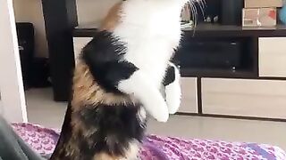 funny dog 22
