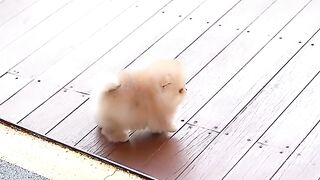 funny dog 23
