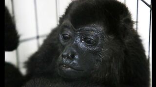 Monkeys started falling from trees due to heat wave.