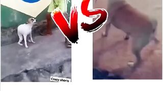 Brazil???????? dog  dance V-S india???????? dog dance #india #dog dance.