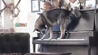 Dog playing piano