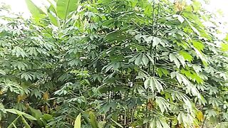 green garden 2