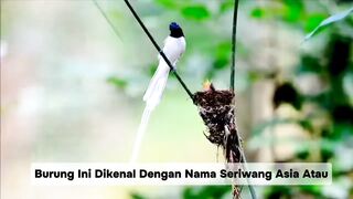 Fakta Menakjubkan Burung Tali Pocong: Keindahan di Balik Ekor Cantiknya