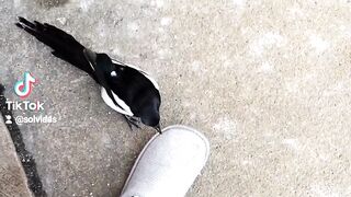 Bird my friend