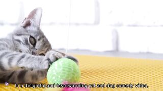 Cat and Dog comedy video
