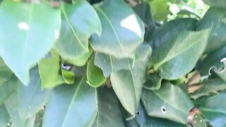Camelia flower gonna be blooming