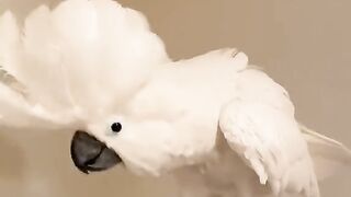 Parrot Dance
