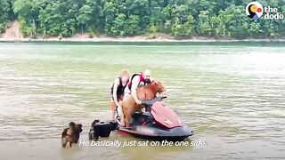 Baby Cow Insists On Jet Skiing With His Dad  The Dodo