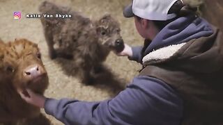The Fastest Mini Cows You Ever Did See!