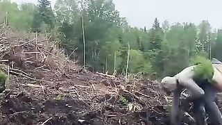 Million trees