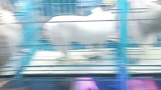Unique dog