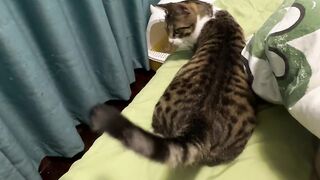 Cute cat video ???????????? 2